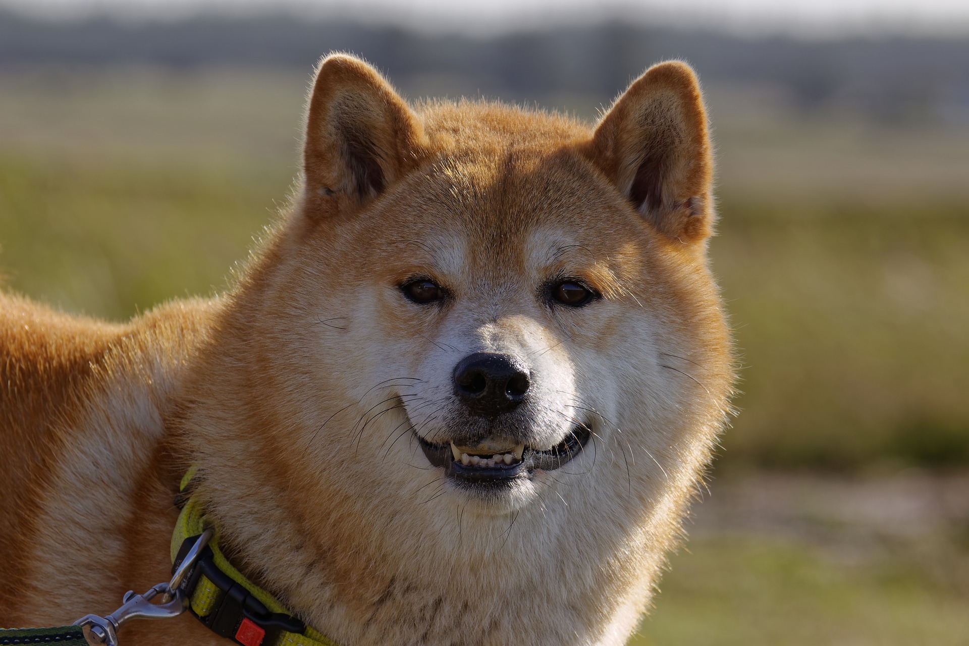 dog-breed-3714812_1920 - Tokenhell