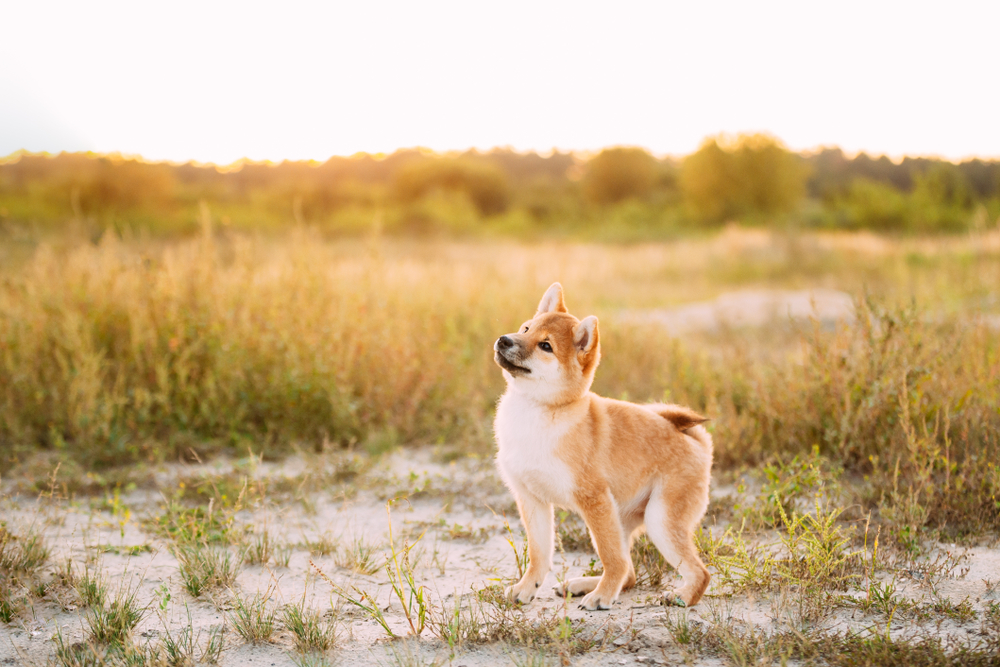 Beautiful,Young,Red,Shiba,Inu,Puppy,Dog,Standing,Outdoor,In - Tokenhell