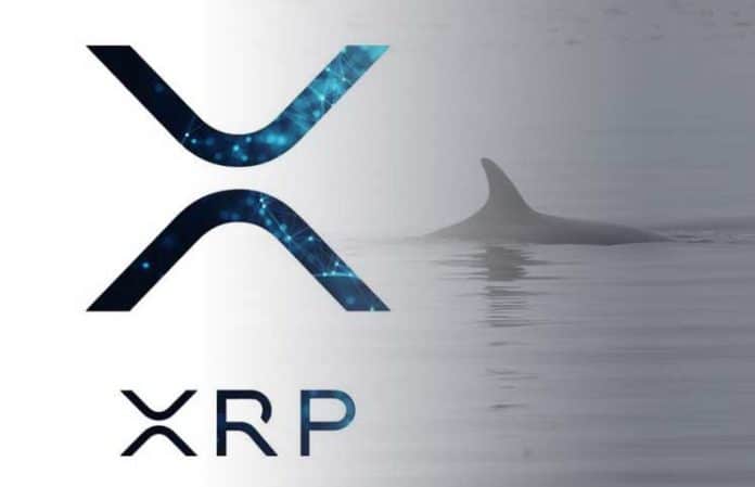 xrp-whale - Tokenhell